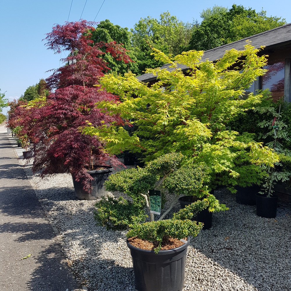 Acers with red and yellow foliage