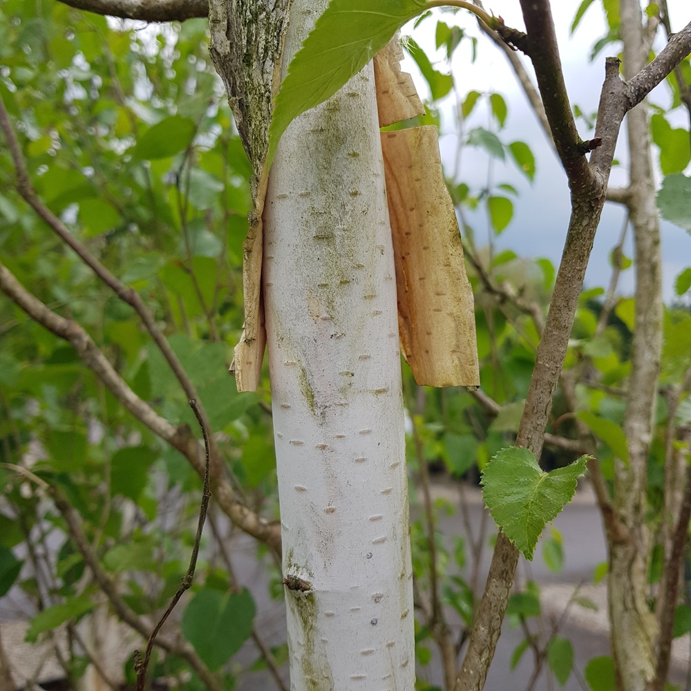 Betula jacquemontii East Sussex