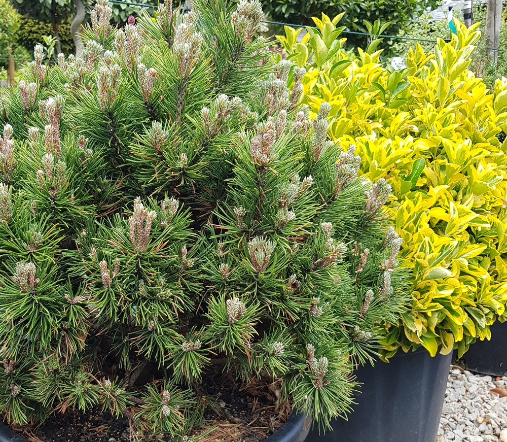 Pinus mugo Mops and Euonymus Elegantissimus Aurea