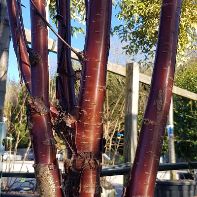 Prunus serrula, the Tibetan cherry grown as a multi stem form