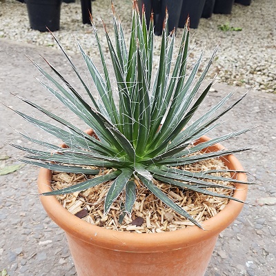 Agave