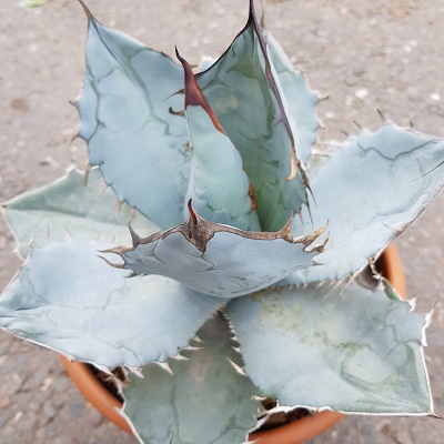 Agave Titanota Blue