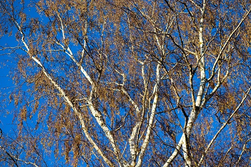 Betula branches against the blue sky