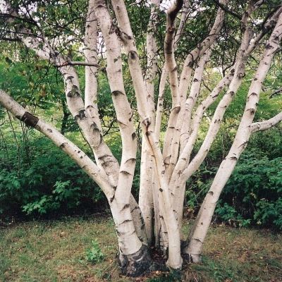 Betula utilis jacquemontii Himalayan birch multistem