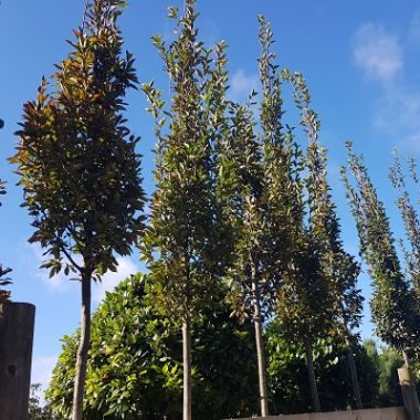 The upright hornbeam, Carpinus betulus Pyraidalis