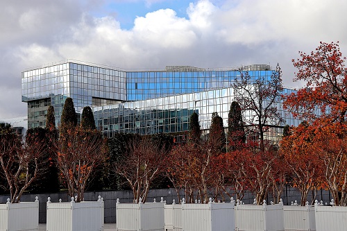 Multi stemmed trees in a modern landscape