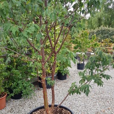 Acer griseum, the paperbark maple