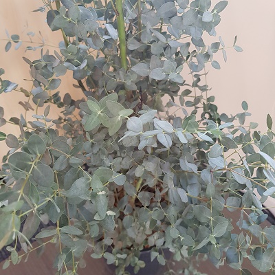 Eucalyptus Azura