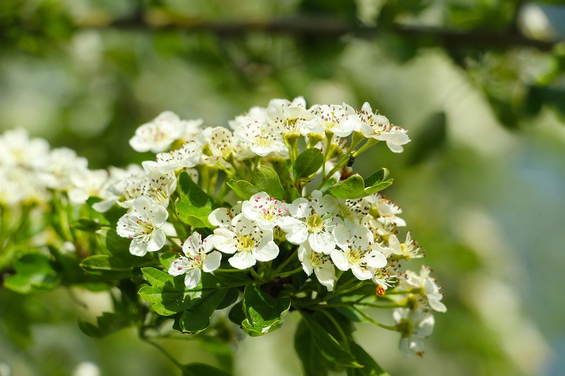 Hawthorn flowers, don't bring them into the house!