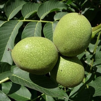 Juglans regia, the walnut tree