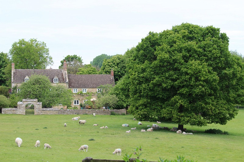 Oak tree in a field of sheep