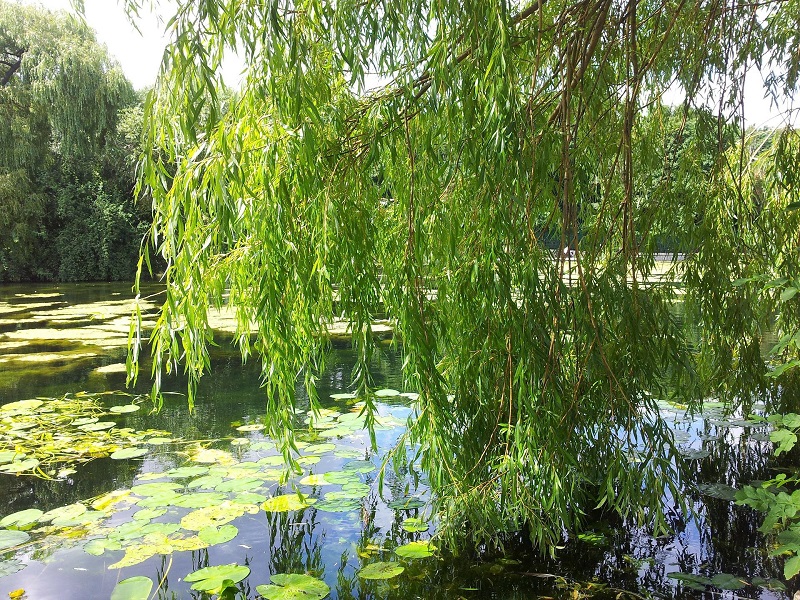 Salix or willow tree by river