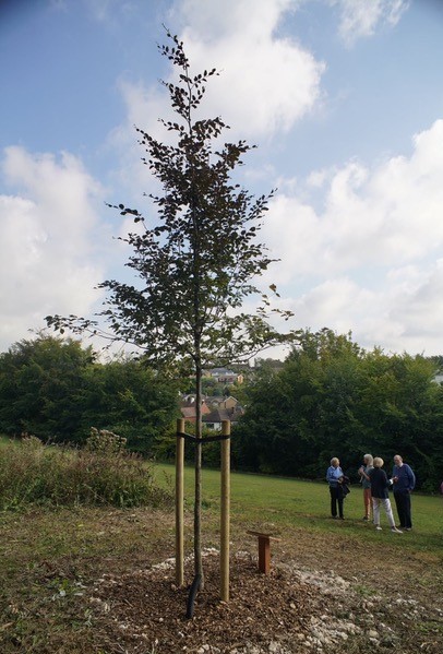Copper Beech Tree planted for QGC