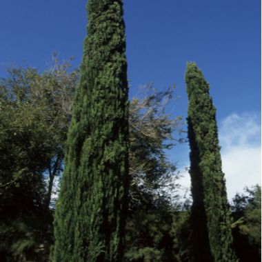 Italian cypress, Cupressus sempervirens Pyramidalis makes an unusual screen