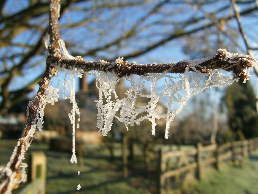 Frost on a fruit tree twig