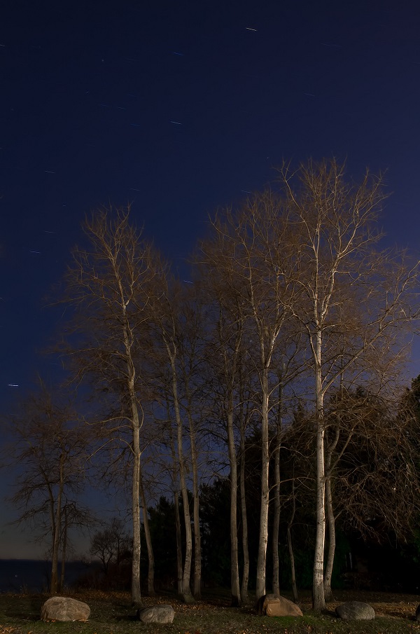 Himalayan birch under a blue sky