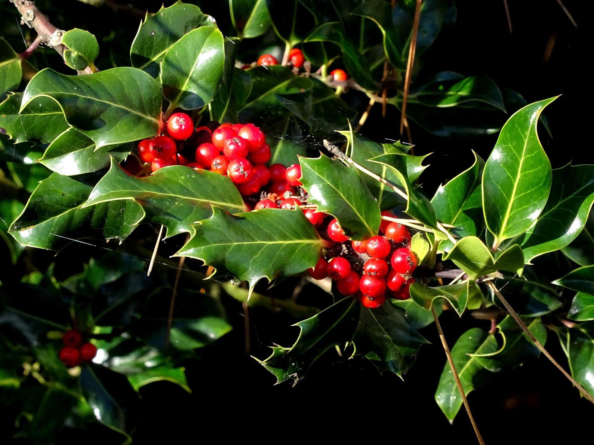 Holly with berries