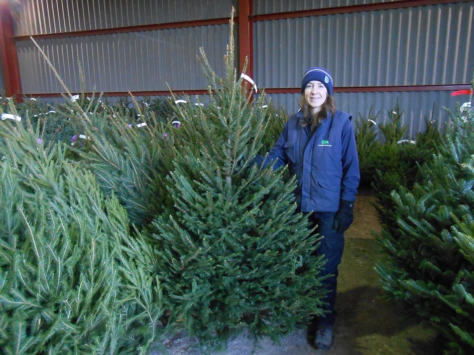 Norway spruce Christmas trees for sale