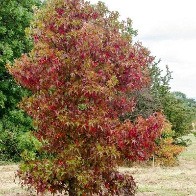 Liquidambar