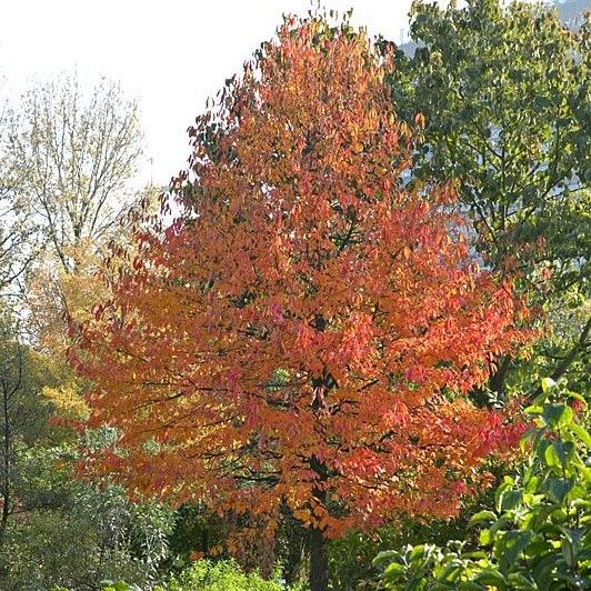 Nyssa sylvatica Tupelo tree