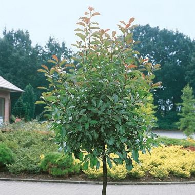 Photinia Red Robin grown on a half standard or standard stem