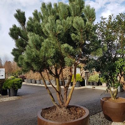 Pinus sylvestris Watereri multi stemmed