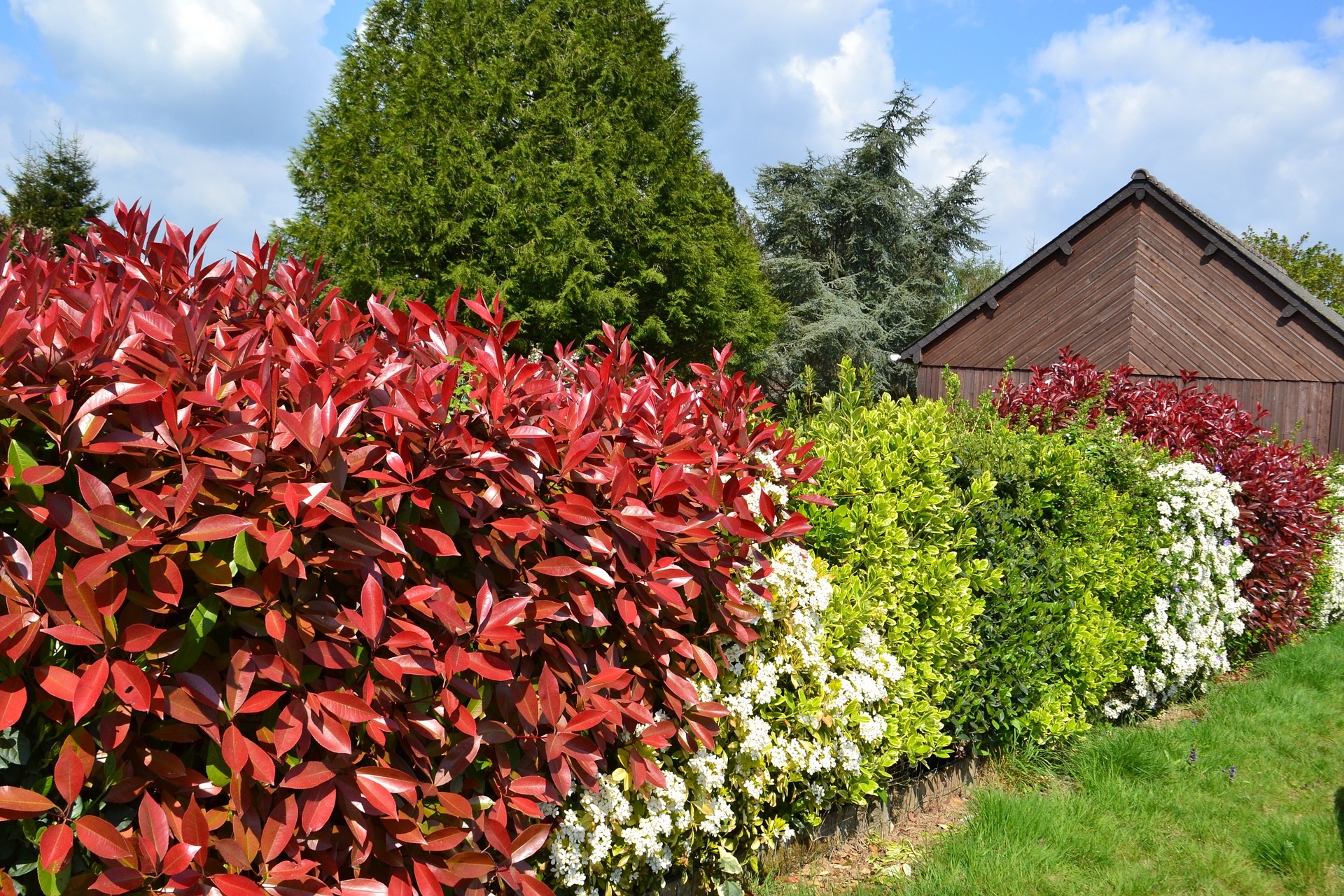 A mixed hedge using evergreen plants