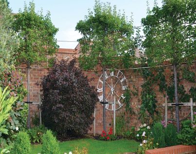 Pleached trees within a garden