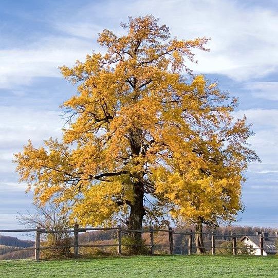 Quercus robur, the English oak tree