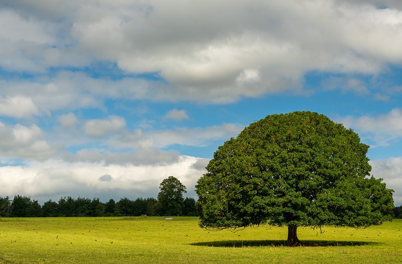 A tree for shade