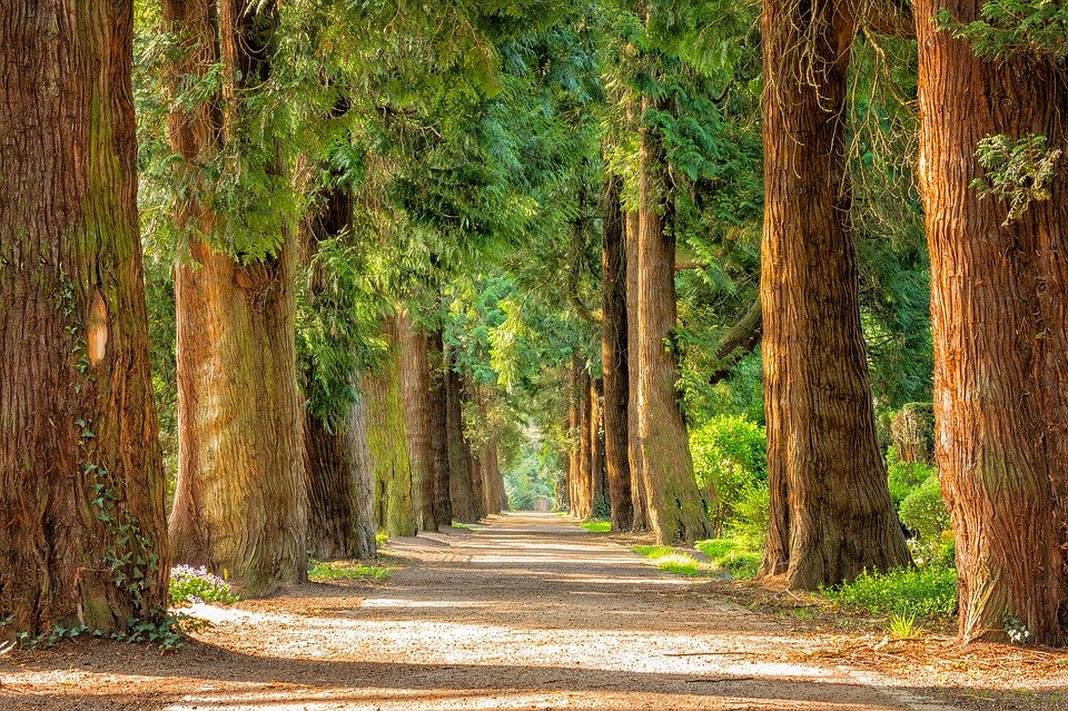 Avenue of trees