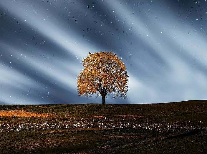 Lone tree on hill