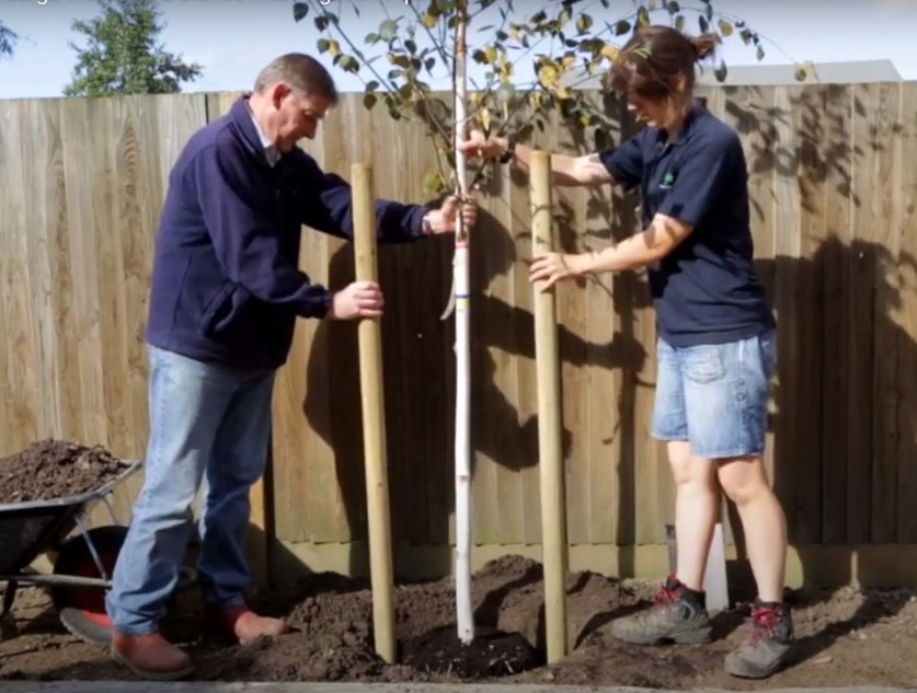 Small tree planting by English Woodlands