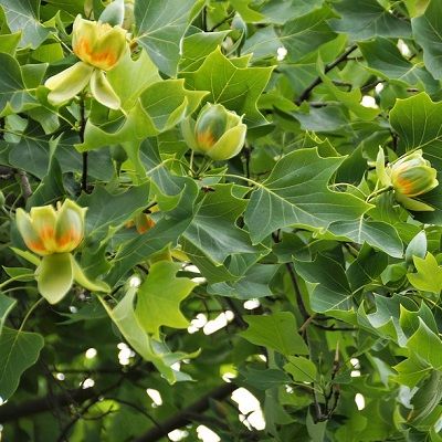 Tulip tree Liriodendron tulipifera