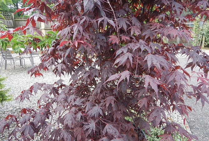 Acer Bloodgood