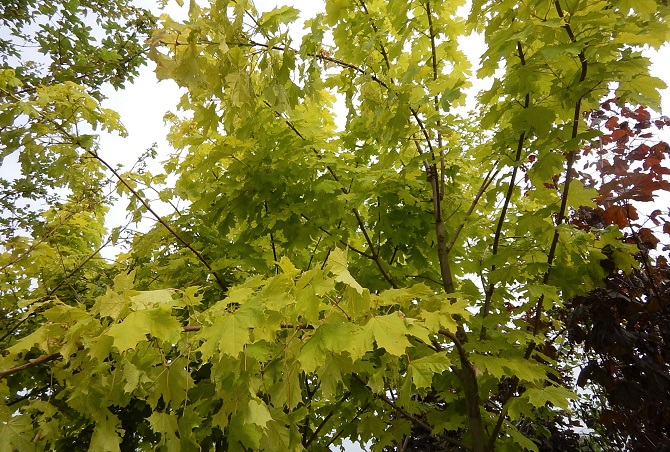 Acer Princeton Gold