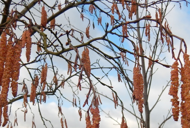 Catkins