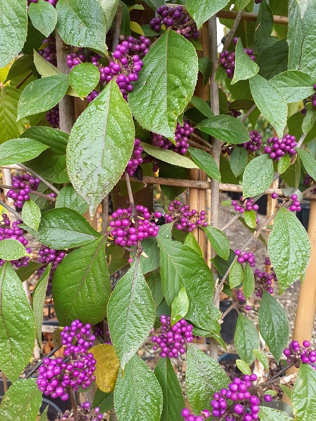 Callicarpa