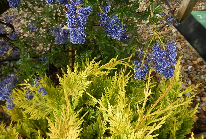 Ceanothus and golden conifer