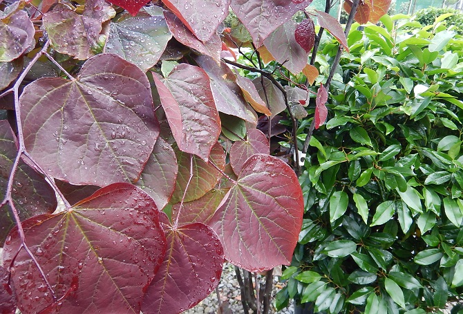 Cercis Forest Pansy