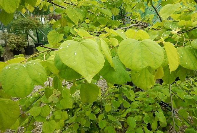 Cercis Heart of Gold