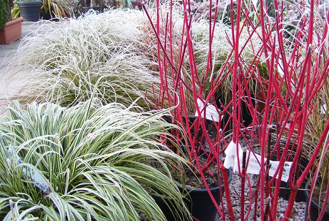 Cornus alba sibirica