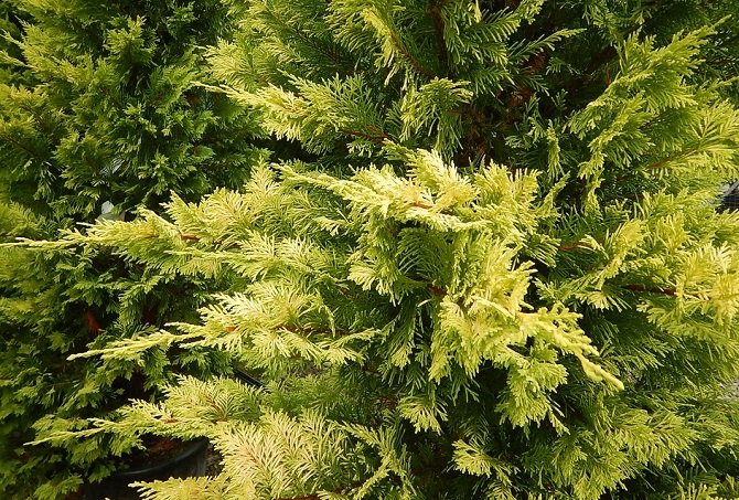 Cupressus Gold Rider