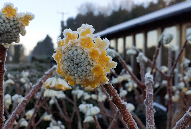 Edgeworthia chrysantha