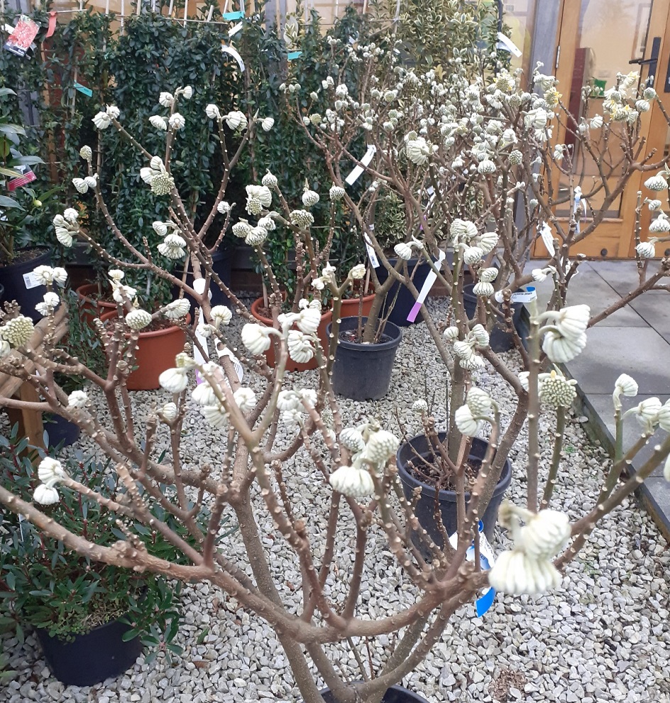 Edgeworthia chrysantha