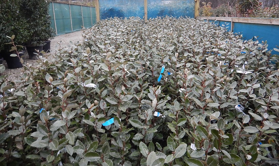 Elaegnus hedging