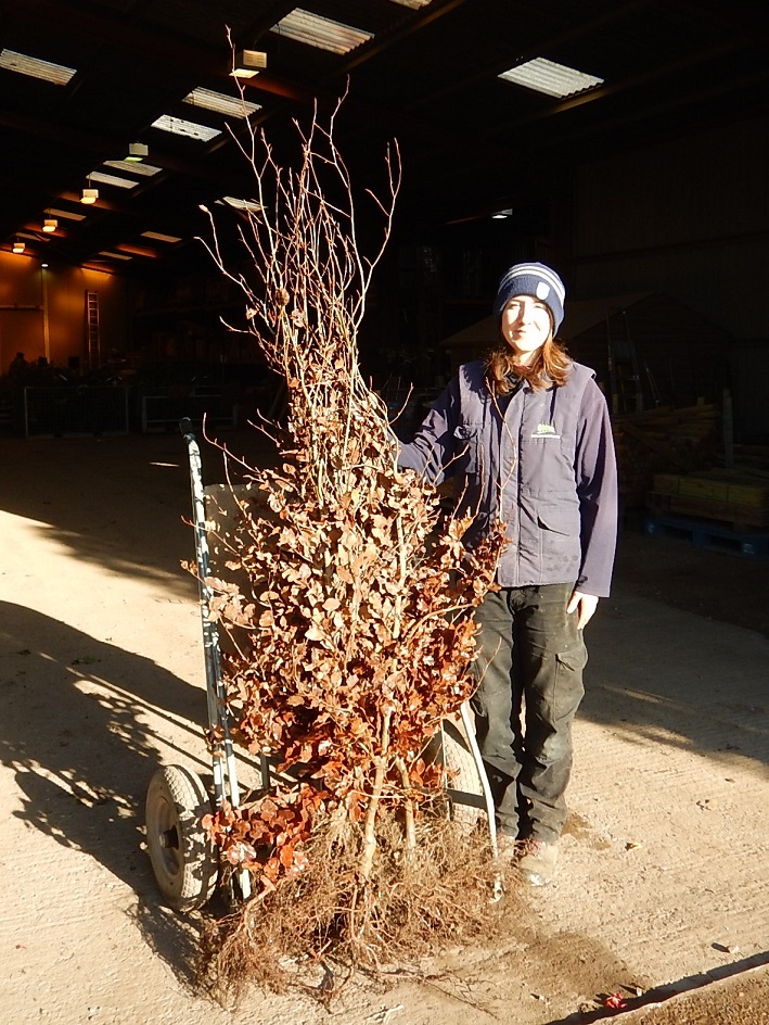 Bare root beech