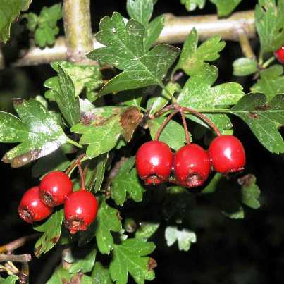 Hawthorn