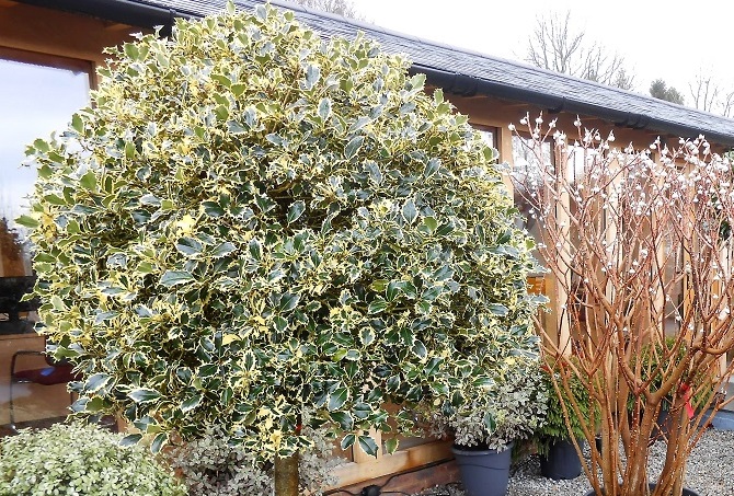 Ilex argentea marginata