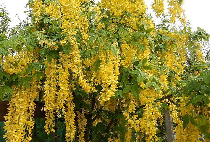 Laburnum Vossii